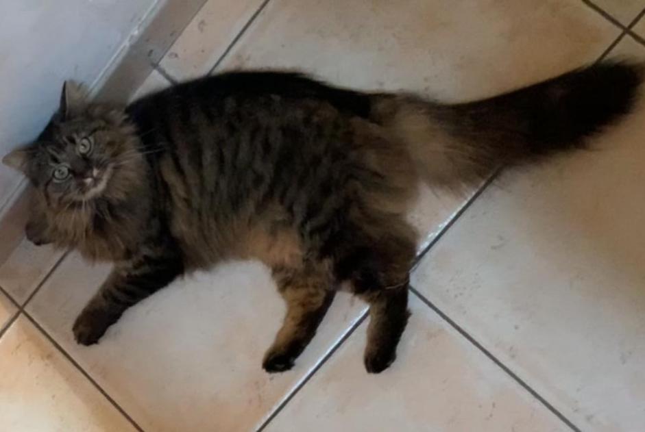 Alerta de Desaparición Gato  Hembra , 5 años Plorec-sur-Arguenon Francia