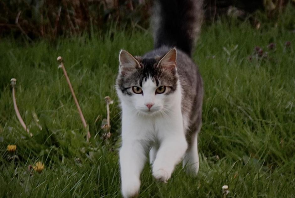 Avviso scomparsa Gatto incrocio di razze  Maschio , 3 anni Ploubazlanec Francia